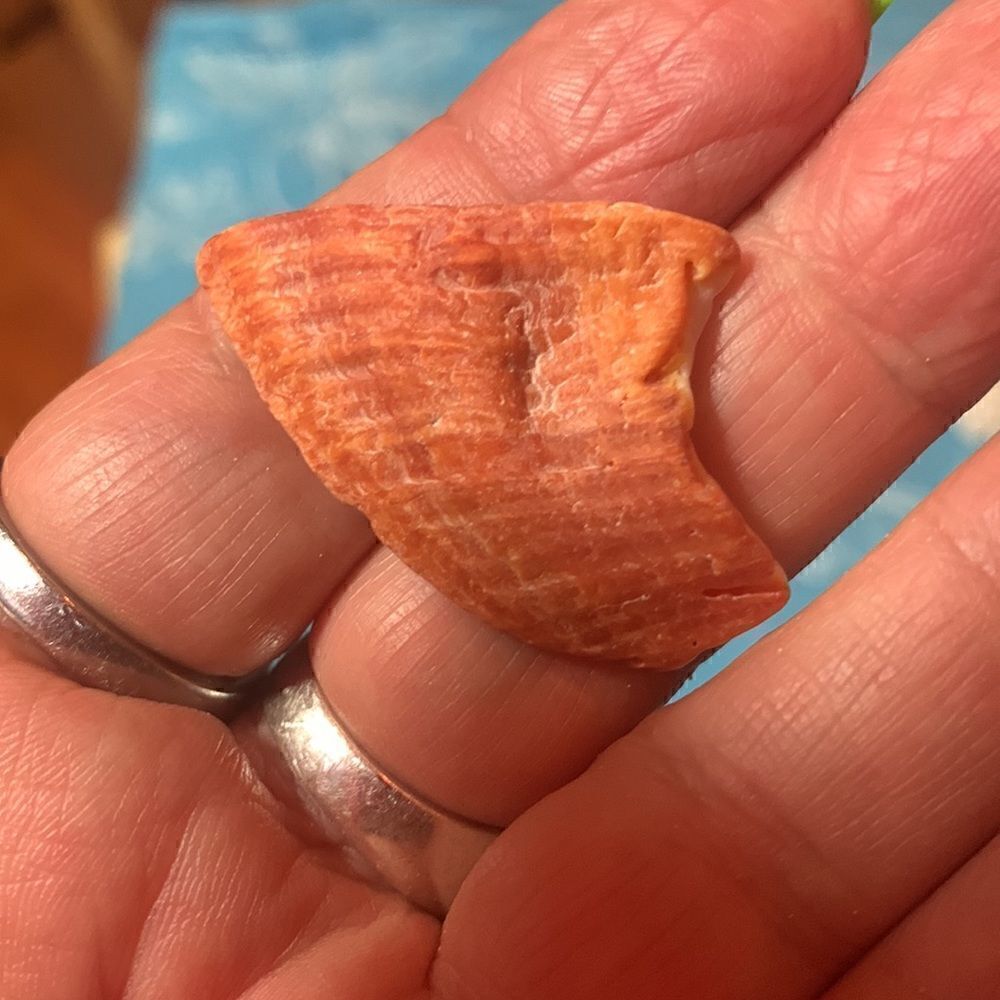 Bundle of Small Sea Shells From Bahamas - Picture 10 of 11